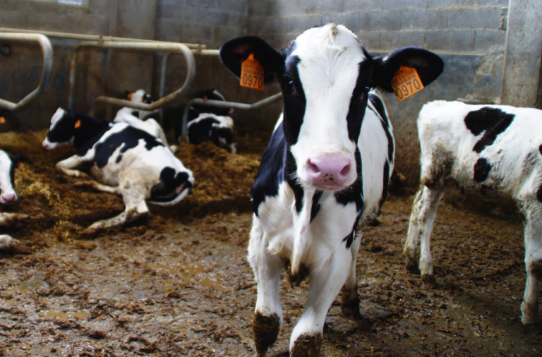 A ruína do agro galego, comparanza de prezos