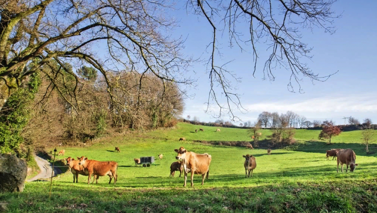 Chantada, o rural ten futuro